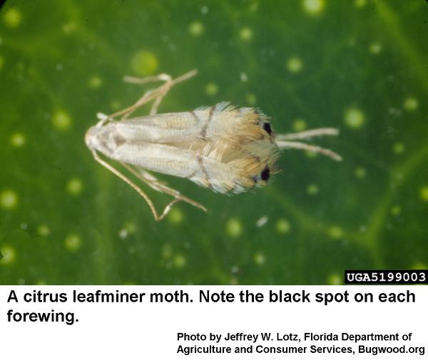 The moths of citrus leafminers are very small.